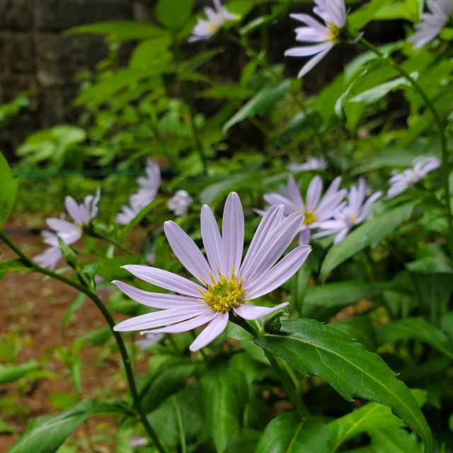 ミヤマヨメナの写真