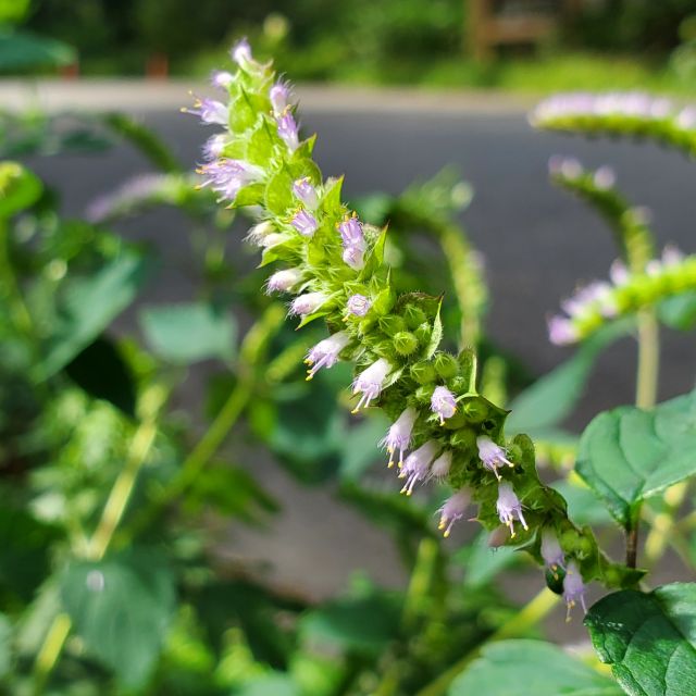 ナギナタコウジュの写真