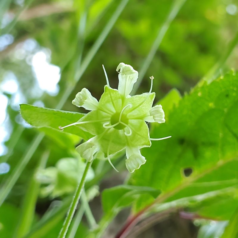 ナンバンハコベの写真