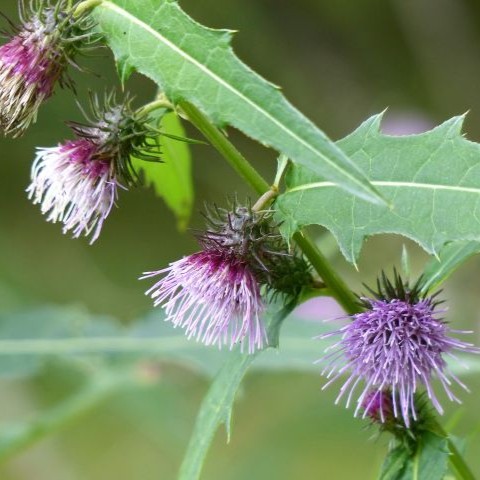 ナンブアザミの写真