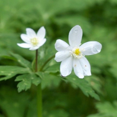 ニリンソウの写真