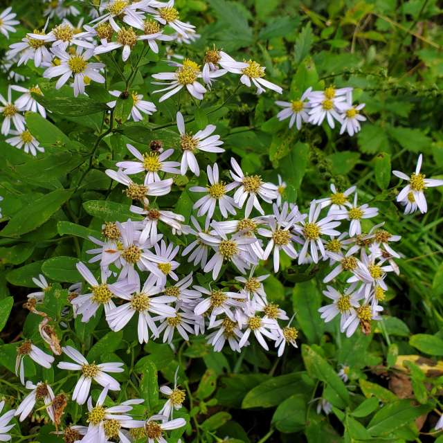 ノコンギクの写真