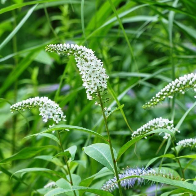 オカトラノオの写真