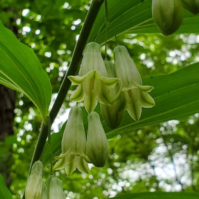 オオナルコユリの写真