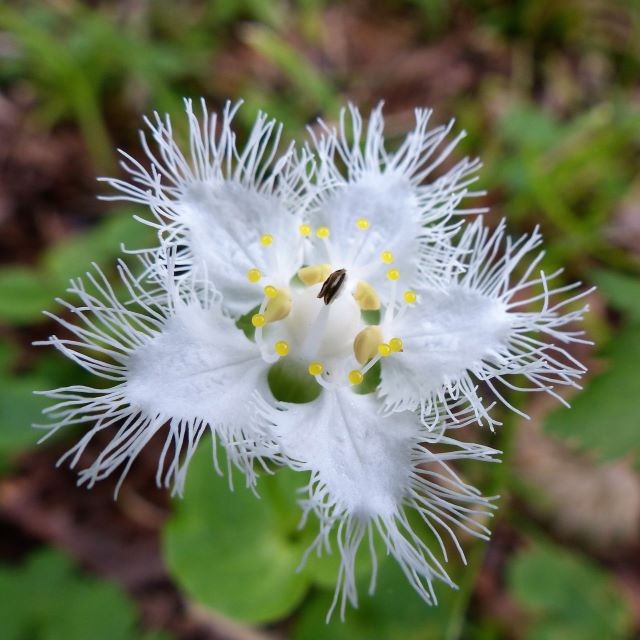 オオシラヒゲソウの写真