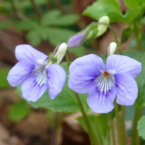 オオタチツボスミレの写真