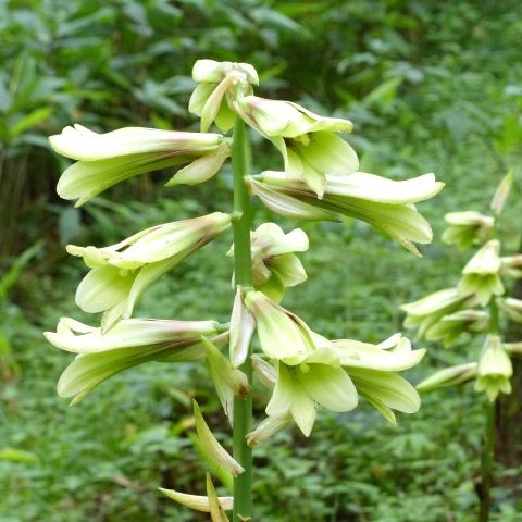 オオウバユリの写真