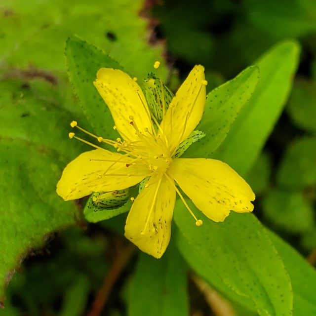 オトギリソウの写真