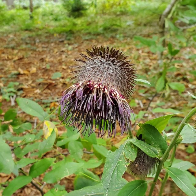 オヤマボクチの写真