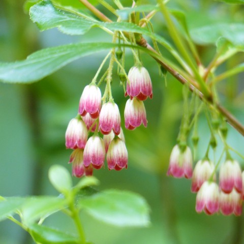 サラサドウダンの写真