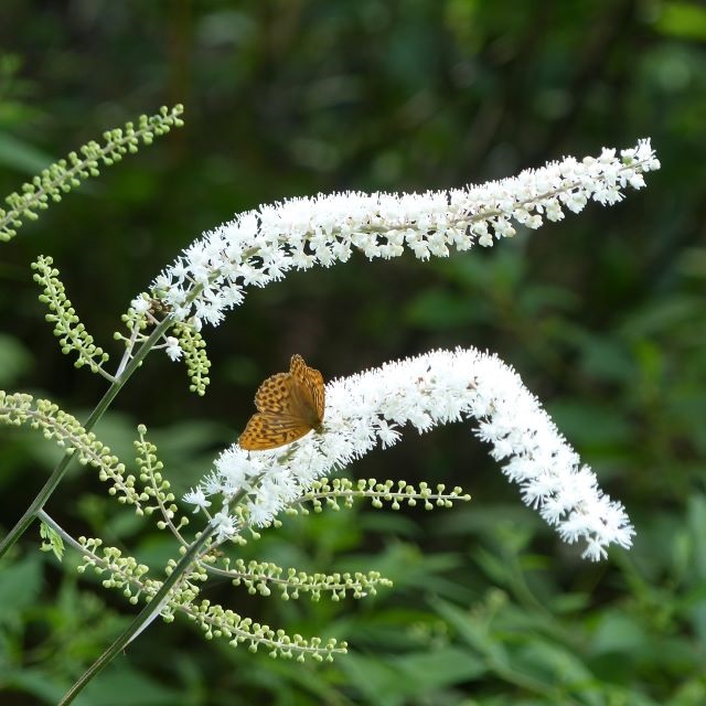 サラシナショウマの写真