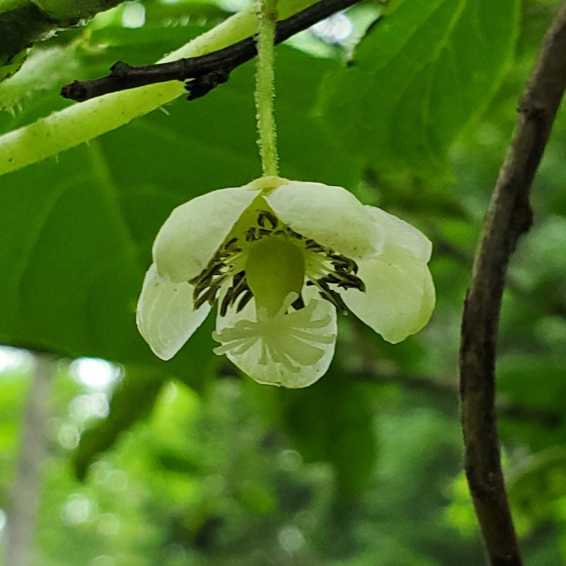 サルナシの写真