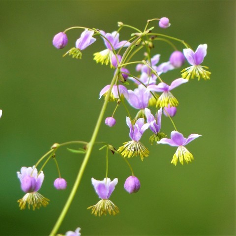 シキンカラマツの写真
