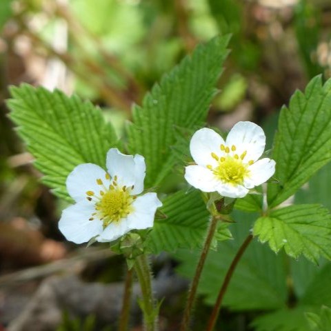 シロバナノヘビイチゴの写真