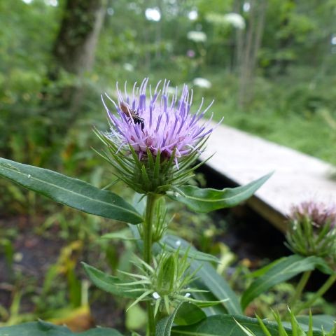 タチアザミの写真