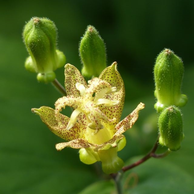 タマガワホトトギスの写真