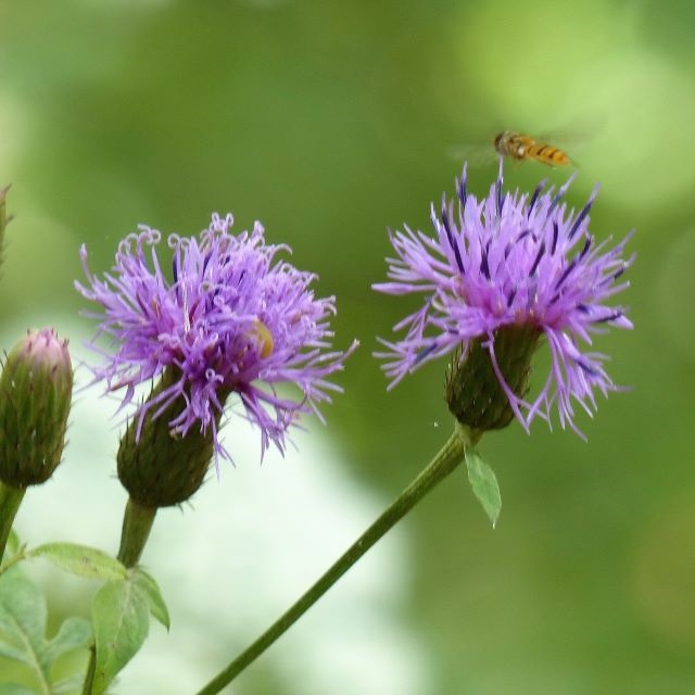タムラソウの写真