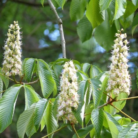 トチノキの写真