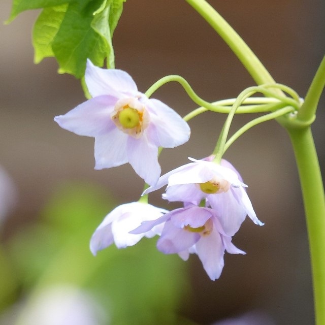 トガクシソウの写真