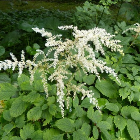 トリアシショウマの写真