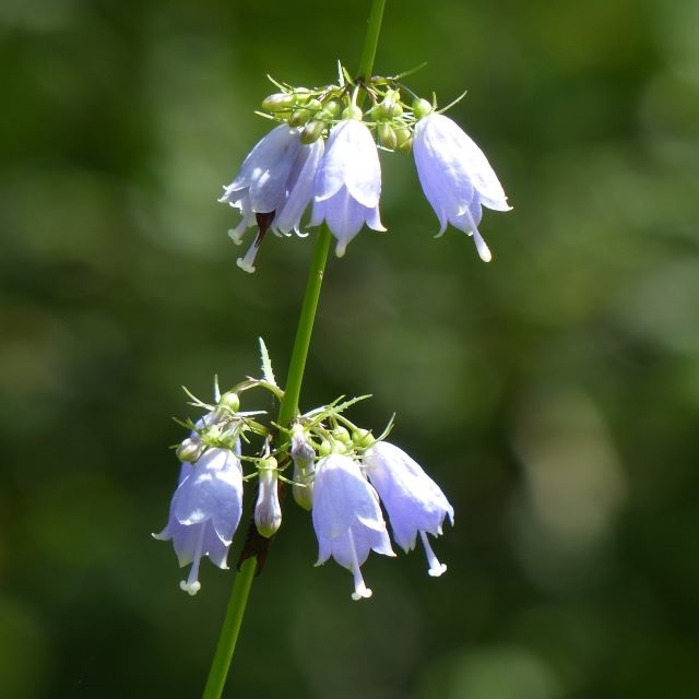 ツリガネニンジンの写真