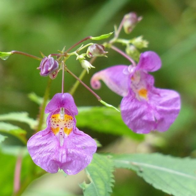 ツリフネソウの写真