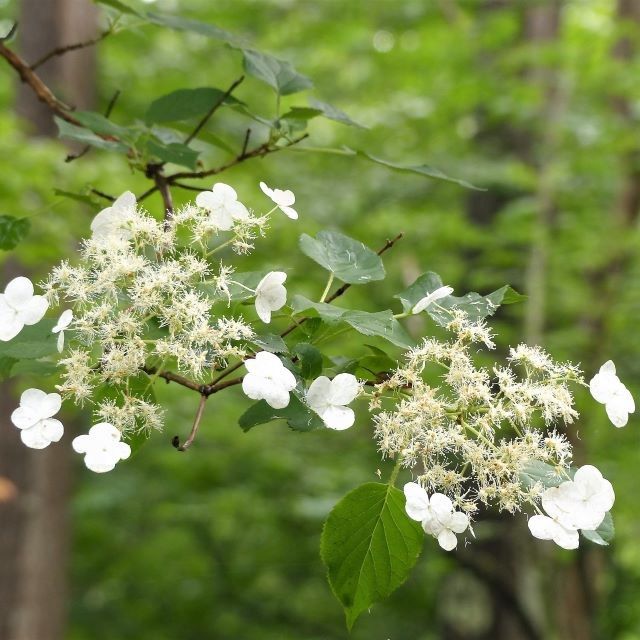 ツルアジサイの写真