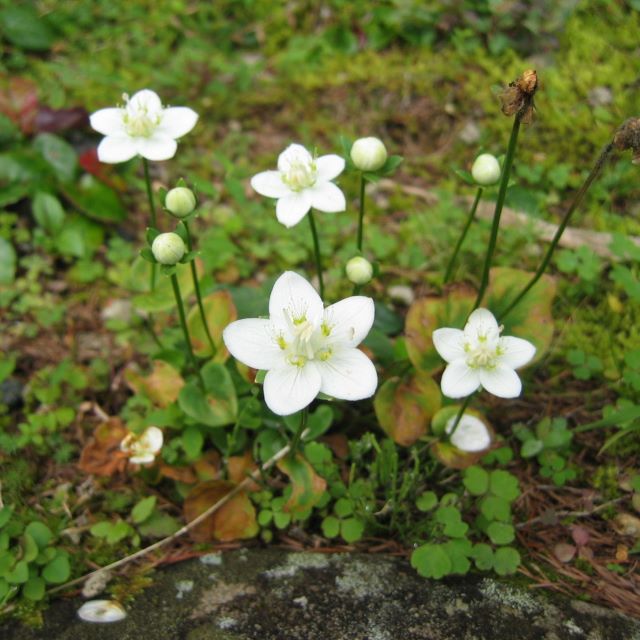 ウメバチソウの写真