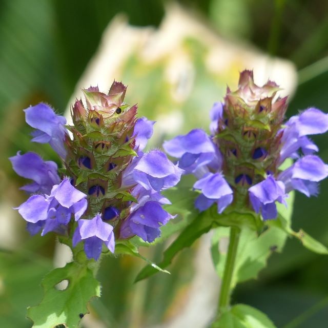 ウツボグサの写真