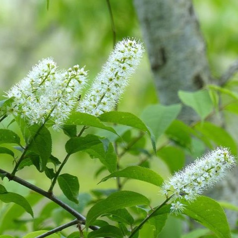 ウワミズザクラの写真