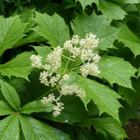 ヤグルマソウの写真