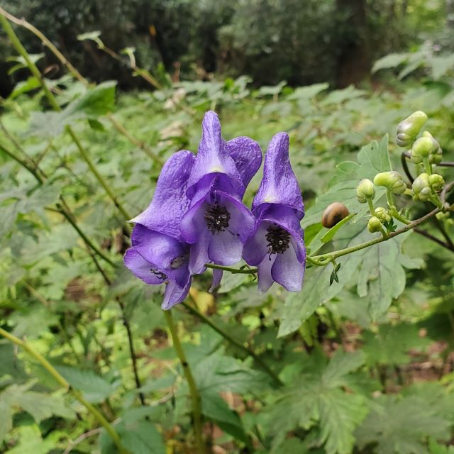 ヤマトリカブトの写真