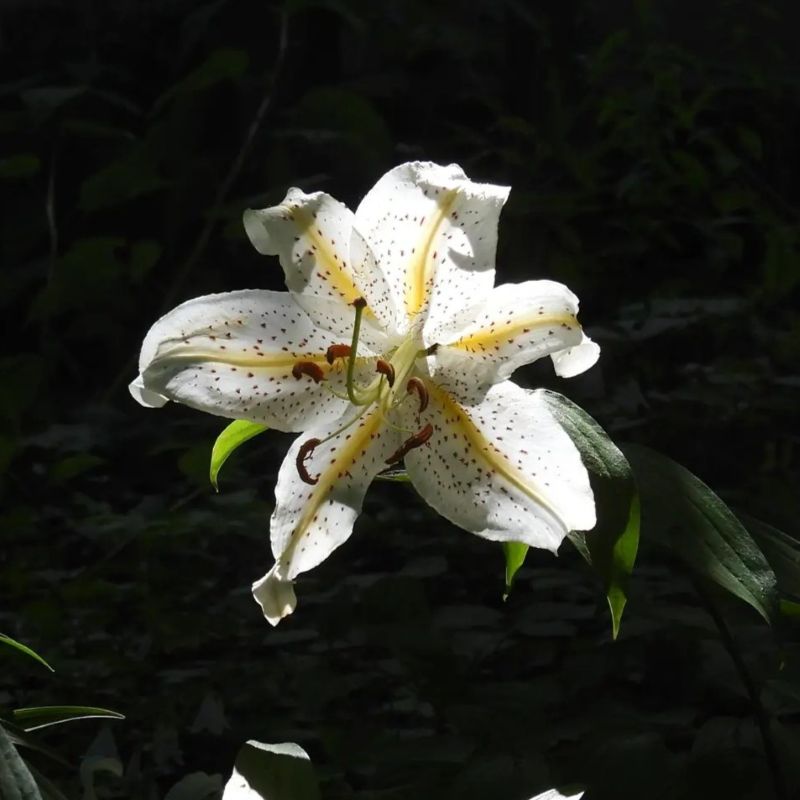 ヤマユリの写真