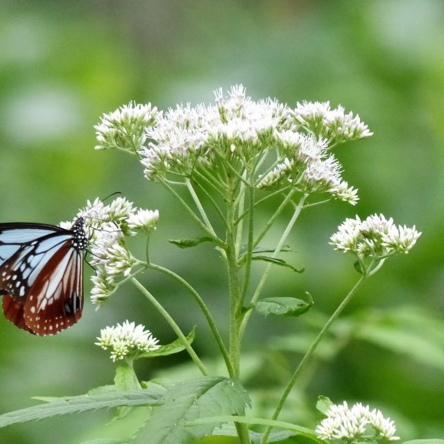 ヨツバヒヨドリの写真