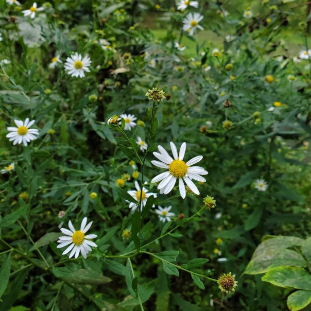 ユウガギクの写真